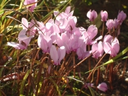 C. hederifolium