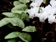 C. hederifolium White Cloud-