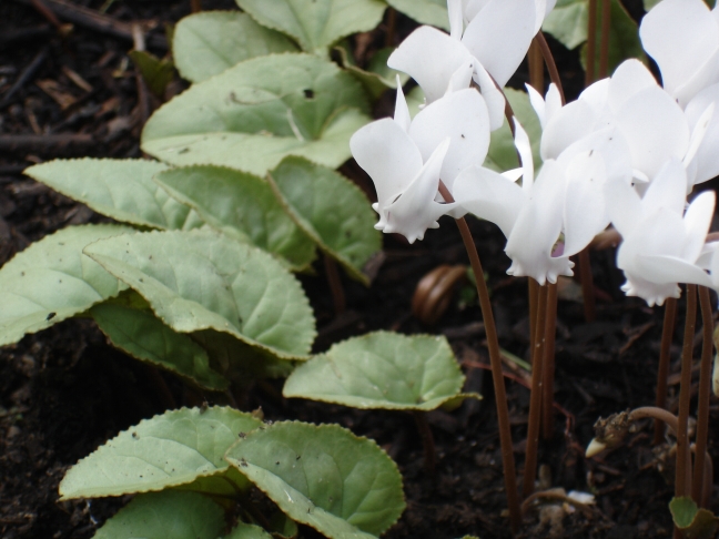 C. hederifolium White Cloud